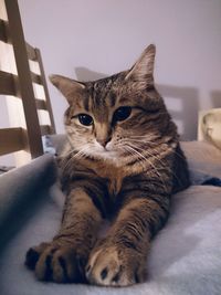 Close-up of cat sitting on sofa at home