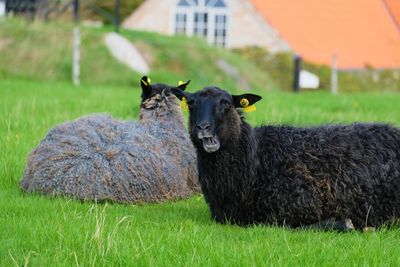 Portrait of a sheep on field