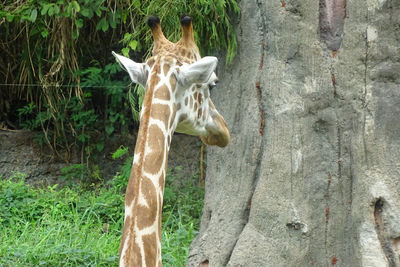 Giraffe in a zoo