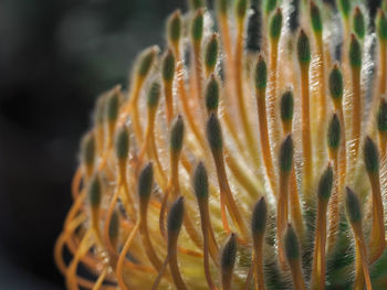 Close-up of jellyfish in sea