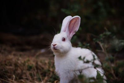 Close-up of a rabbit on field