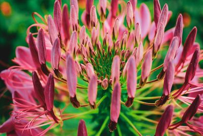 Close-up of pink flowering plants