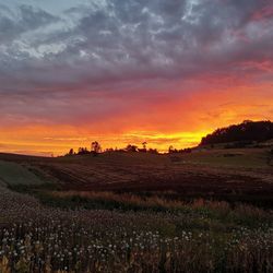 Scenic view of field against sky during sunset