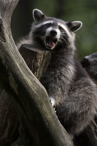 Close-up of bear on branch