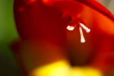 Close-up of red flower