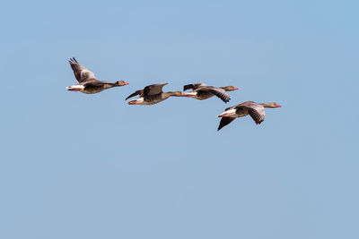 Low angle view of seagulls flying