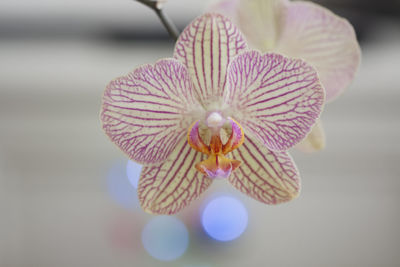 Close-up of flower