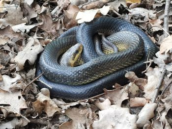 High angle view of snake on field