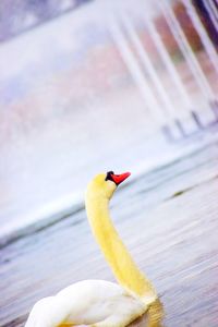 Close-up of bird in lake