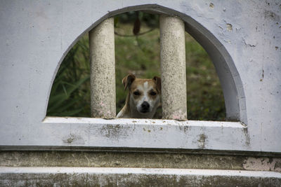 Portrait of dog peeking through window