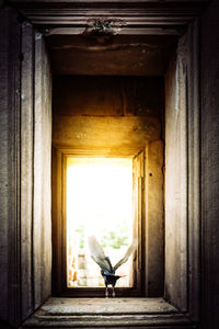 A pigeon is taking off from window