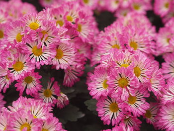 Close-up of pink flowering plants