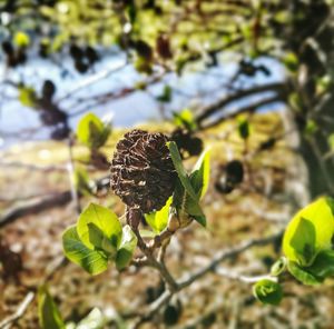 Close-up of plant against blurred background