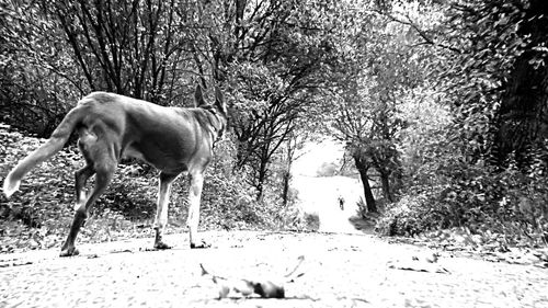 Horse on field