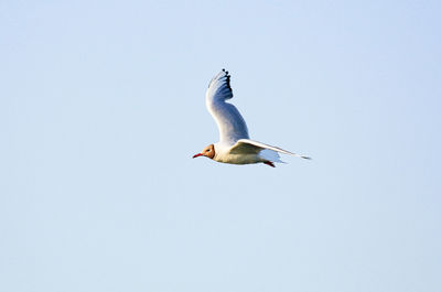 Low angle view of seagulls