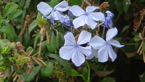 Close-up of white flowers blooming outdoors