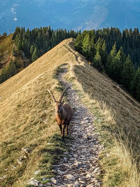 Horse standing on field