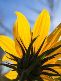 Close-up of yellow flowering plant against sky