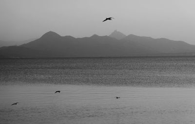 Seagulls flying over sea