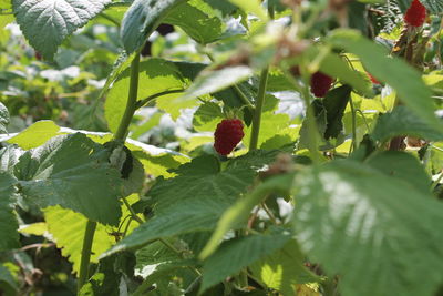 Close-up of fruits growing on plant