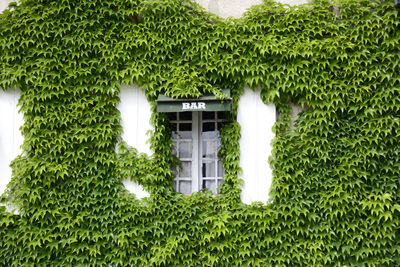 Ivy growing on house