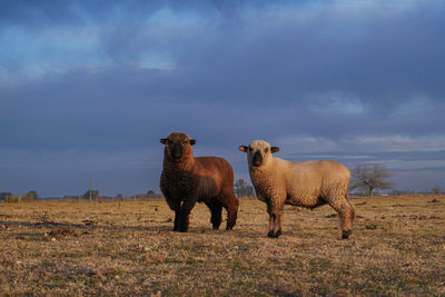 Sheep grazing on field