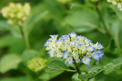 Close-up of purple flowering plant