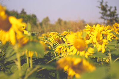 Close-up of yellow flowering plant on field