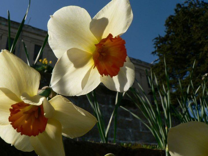 Daffodils