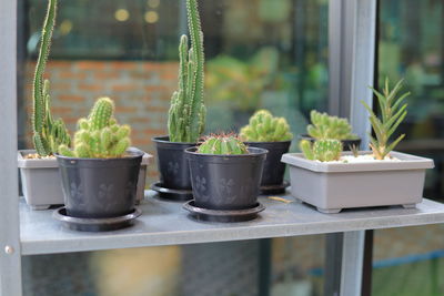 Potted plants on window sill