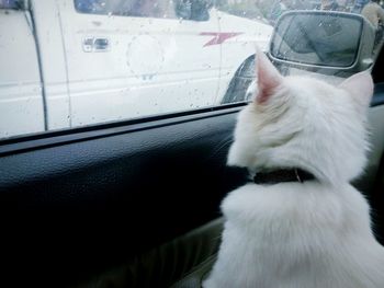 Close-up of dog in car