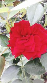 Close-up of red flowers blooming outdoors