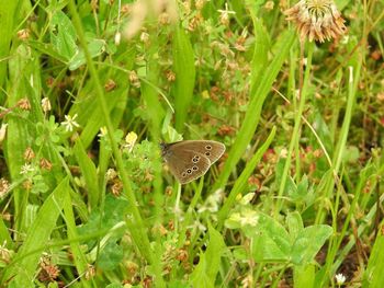 Close-up of butterfly on plants