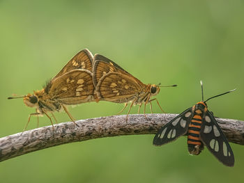 Tinga moth two different types of mating