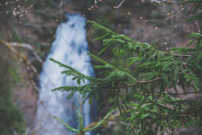 Close-up of leaves on branch against trees in forest