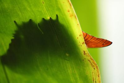 Close-up of succulent plant