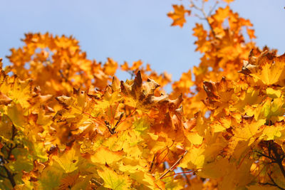 Close-up of yellow flowers against sky