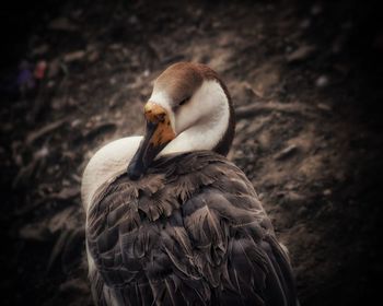 Close-up of a bird