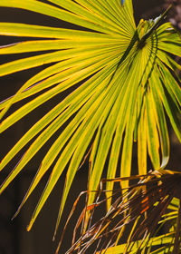 Close-up of palm leaves