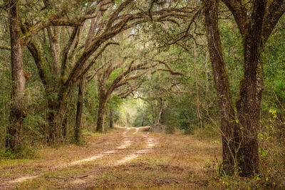 Dirt road amidst trees in forest