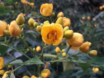 Close-up of yellow flowering plant