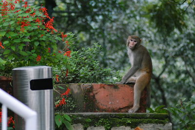 Monkey on tree