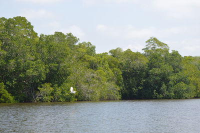 Scenic view of river and trees against sky