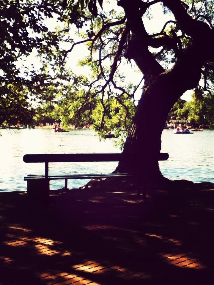 tree, water, tree trunk, tranquility, branch, tranquil scene, nature, lake, scenics, sea, beauty in nature, sunlight, day, bench, growth, no people, outdoors, shadow, sky, wood - material