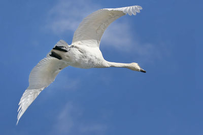 Low angle view of bird flying against blue sky