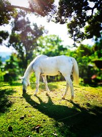 Horse grazing in a field