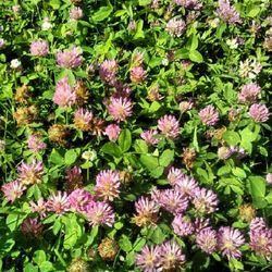 Close-up of pink flowers