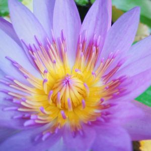 Close-up of crocus blooming outdoors