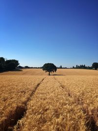 Scenic view of agricultural field against clear blue sky