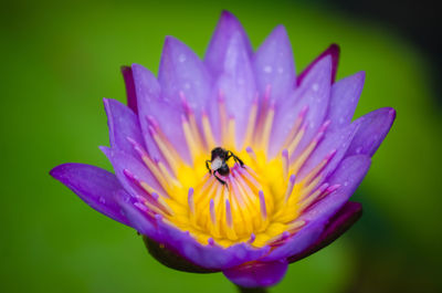 Close-up of bee on flower